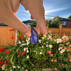 Lapis lazuli tumbles, High quality lapis lazuli tumbles.